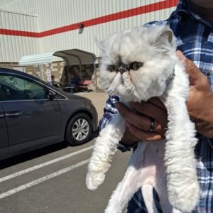 Meet your Posher, Alisha